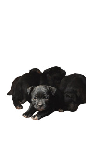Scared Pitbull Puppy Vinyl Car Decal Sticker – Waterproof & UV-Resistant Scared Pitbull Puppy Vinyl Car Decal Sticker – Waterproof & UV-Resistant
