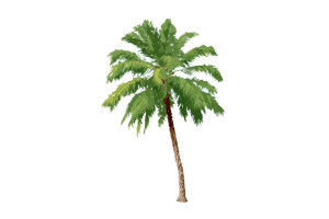 Skinny Palm Tree Vinyl Car Decal Sticker – Waterproof & UV-Resistant 