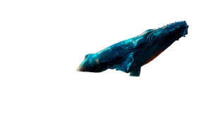 Oceanic Whale Drama Vinyl Car Decal Sticker – Waterproof & UV-Resistant 