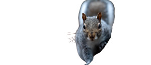 Squirrel V2 Vinyl Car Decal Sticker – Waterproof & UV-Resistant 