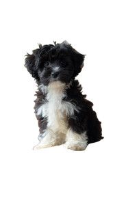 Yorkipoo Puppy Vinyl Car Decal Sticker – Waterproof & UV-Resistant Yorkipoo Puppy Vinyl Car Decal Sticker – Waterproof & UV-Resistant