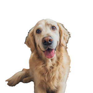 Happy Golden Retriever V23 Vinyl Car Decal Sticker – Waterproof & UV-Resistant 
