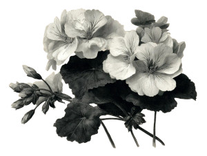 Black White Geraniums Vinyl Car Decal Sticker – Waterproof & UV-Resistant 