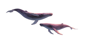 Majestic Sky Whales Vinyl Car Decal Sticker – Waterproof & UV-Resistant Majestic Sky Whales Vinyl Car Decal Sticker – Waterproof & UV-Resistant