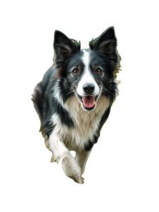 Border Collie Running Vinyl Car Decal Sticker – Waterproof & UV-Resistant Border Collie Running Vinyl Car Decal Sticker – Waterproof & UV-Resistant