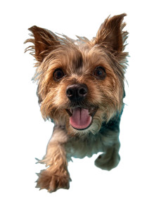 Smiling Swimming Terrier Vinyl Car Decal Sticker – Waterproof & UV-Resistant 