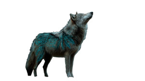 Enchanted Fantasy Wolf Vinyl Car Decal Sticker – Waterproof & UV-Resistant Enchanted Fantasy Wolf Vinyl Car Decal Sticker – Waterproof & UV-Resistant