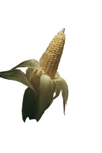 Surreal Giant Corn Vinyl Car Decal Sticker – Waterproof & UV-Resistant 