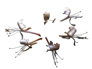 Honeysuckle Vinyl Car Decal Sticker – Waterproof & UV-Resistant 