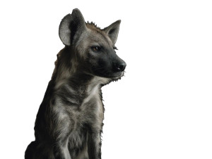 Surreal Hyena Scene Vinyl Car Decal Sticker – Waterproof & UV-Resistant 