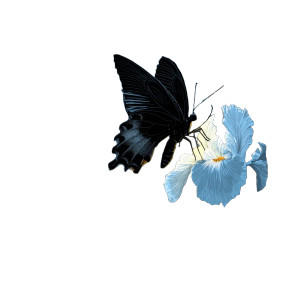 Glowing Butterfly Bloom Vinyl Car Decal Sticker – Waterproof & UV-Resistant Glowing Butterfly Bloom Vinyl Car Decal Sticker – Waterproof & UV-Resistant