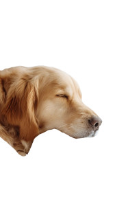 Sleeping Golden Retriever V4 Vinyl Car Decal Sticker – Waterproof & UV-Resistant 