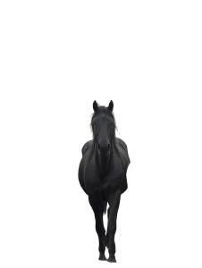 Majestic Herd Contrast Vinyl Car Decal Sticker – Waterproof & UV-Resistant 