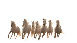 White Horses Running V2 Vinyl Car Decal Sticker – Waterproof & UV-Resistant White Horses Running V2 Vinyl Car Decal Sticker – Waterproof & UV-Resistant