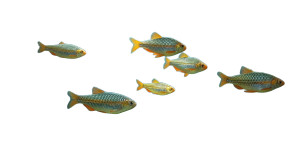 Fish Tank Survival Vinyl Car Decal Sticker – Waterproof & UV-Resistant 