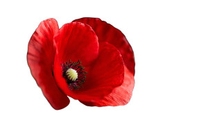 Remembrance Poppy Vinyl Car Decal Sticker – Waterproof & UV-Resistant 