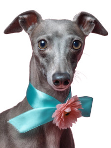 Italian Greyhound With Ribbon Vinyl Car Decal Sticker – Waterproof & UV-Resistant 