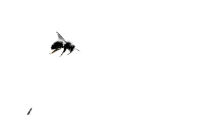 Glitch Bee Flower Vinyl Car Decal Sticker – Waterproof & UV-Resistant Glitch Bee Flower Vinyl Car Decal Sticker – Waterproof & UV-Resistant
