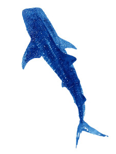 Whale Shark Clipart Vinyl Car Decal Sticker – Waterproof & UV-Resistant 