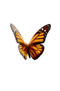 Monarch Butterfly V7 Vinyl Car Decal Sticker – Waterproof & UV-Resistant Monarch Butterfly V7 Vinyl Car Decal Sticker – Waterproof & UV-Resistant