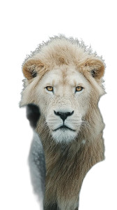 Lion Herd Scene V2 Vinyl Car Decal Sticker – Waterproof & UV-Resistant 