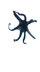 Friendly Aquarium Octopus Vinyl Car Decal Sticker – Waterproof & UV-Resistant 