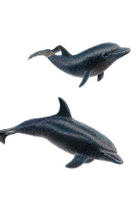 Dolphins In Harmony Vinyl Car Decal Sticker – Waterproof & UV-Resistant 