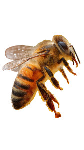 Honeybee Close-Up Vinyl Car Decal Sticker – Waterproof & UV-Resistant Honeybee Close-Up Vinyl Car Decal Sticker – Waterproof & UV-Resistant