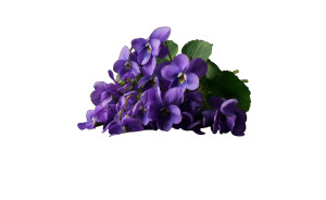 Bouquet Of Violets Vinyl Car Decal Sticker – Waterproof & UV-Resistant 