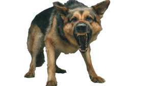 Angry German Shepherd V4 Vinyl Car Decal Sticker – Waterproof & UV-Resistant 