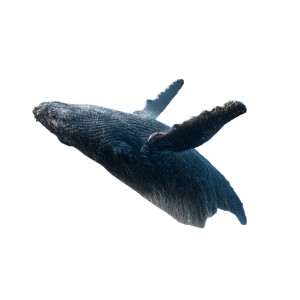 Majestic Humpback Breach Vinyl Car Decal Sticker – Waterproof & UV-Resistant 