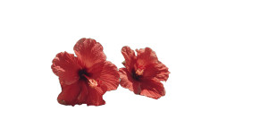 Tropical Hibiscus Close-Up Vinyl Car Decal Sticker – Waterproof & UV-Resistant 