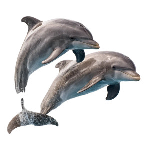 Jumping Dolphins Vinyl Car Decal Sticker – Waterproof & UV-Resistant Jumping Dolphins Vinyl Car Decal Sticker – Waterproof & UV-Resistant