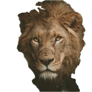 Lion In Jungle Vinyl Car Decal Sticker – Waterproof & UV-Resistant Lion In Jungle Vinyl Car Decal Sticker – Waterproof & UV-Resistant