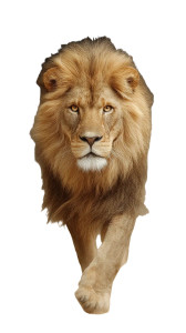 Golden Majestic Lion Vinyl Car Decal Sticker – Waterproof & UV-Resistant Golden Majestic Lion Vinyl Car Decal Sticker – Waterproof & UV-Resistant