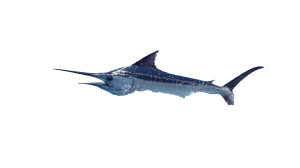 Marlin In Sea Vinyl Car Decal Sticker – Waterproof & UV-Resistant 