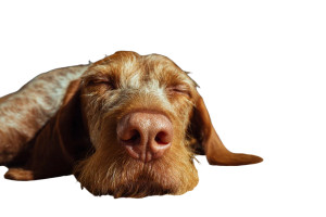 Wise Vizsla Sleeping Vinyl Car Decal Sticker – Waterproof & UV-Resistant 