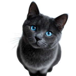 Cute Black Cat V10 Vinyl Car Decal Sticker – Waterproof & UV-Resistant 