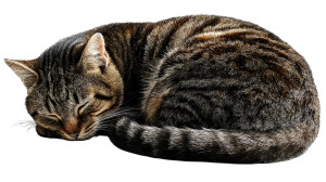 Sleeping Tabby Cat V7 Vinyl Car Decal Sticker – Waterproof & UV-Resistant 