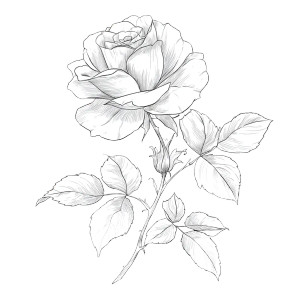 Elegant Rose Vector Vinyl Car Decal Sticker – Waterproof & UV-Resistant 