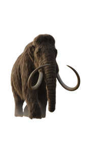 Woolly Mammoth Vinyl Car Decal Sticker – Waterproof & UV-Resistant 