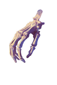 Skeletal Hand Vinyl Car Decal Sticker – Waterproof & UV-Resistant 