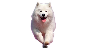 Running Samoyed Vinyl Car Decal Sticker – Waterproof & UV-Resistant 
