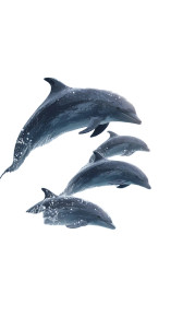 Playful Dolphins Vinyl Car Decal Sticker – Waterproof & UV-Resistant Playful Dolphins Vinyl Car Decal Sticker – Waterproof & UV-Resistant