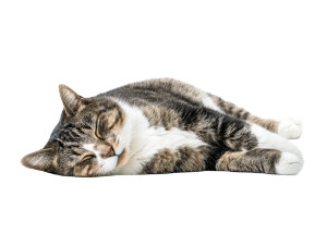Lazy Cat Sleeping Vinyl Car Decal Sticker – Waterproof & UV-Resistant 