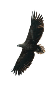 Eagle In Flight V4 Vinyl Car Decal Sticker – Waterproof & UV-Resistant Eagle In Flight V4 Vinyl Car Decal Sticker – Waterproof & UV-Resistant
