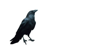 Three-Legged Crow Vinyl Car Decal Sticker – Waterproof & UV-Resistant 