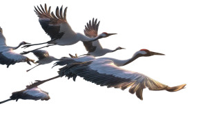 Red-Crowned Cranes V2 Vinyl Car Decal Sticker – Waterproof & UV-Resistant 