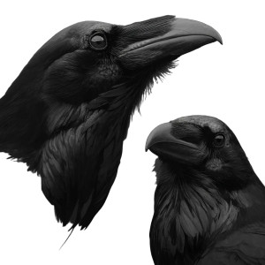Raven Heads Vinyl Car Decal Sticker – Waterproof & UV-Resistant Raven Heads Vinyl Car Decal Sticker – Waterproof & UV-Resistant