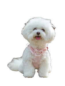 Bichon Dog Joy Vinyl Car Decal Sticker – Waterproof & UV-Resistant Bichon Dog Joy Vinyl Car Decal Sticker – Waterproof & UV-Resistant